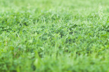 Green Grass Field, Shallow Focused
