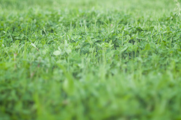 Green Grass