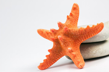 Sea shells isolated on white