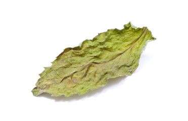 Dried leaf of mint on white background