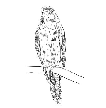Vector sketch of a parrot. Hand drawn illustration