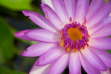 Fototapeta na wymiar Lotus in garden 