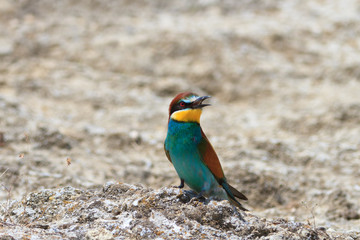 european bee eater