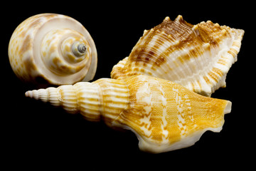 Sea shells on black background