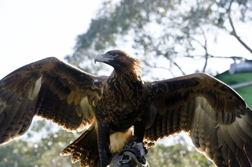 wedge tailed eagle
