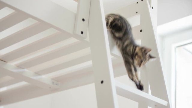 Kitten climbing down the ladder almost falling