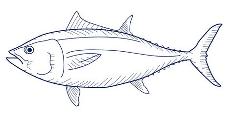 The Bluefin Tuna Sketching