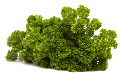 Fototapeta premium parsley