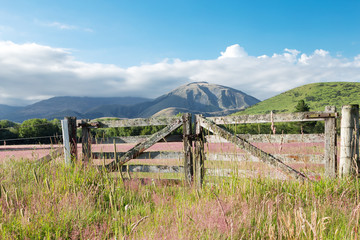 pasture in summer sunny day in New Zealand © zhu difeng