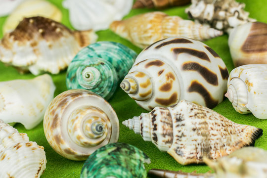 Sea shells on green background