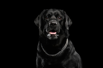 Closeup Portrait black Labrador Dog, Alert Looking, Front view,  Isolated