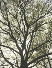 Old tree in spring. Back light.