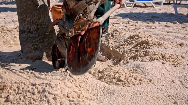 Person arranging sand around palm tree on beach