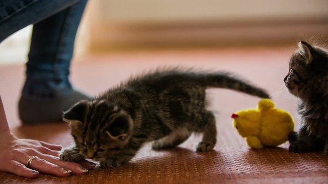 Kitten attacking person hand on floor