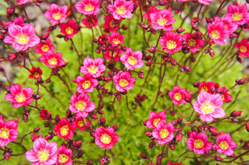 Little pink flowers Saxifraga androsacea or Saxifraga x arendsii in green 