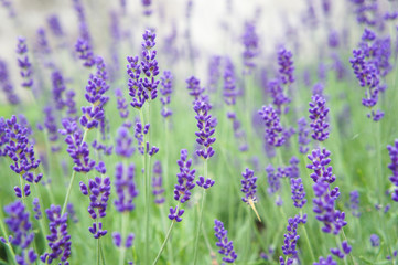 purple flowers of lavender bushes closeup