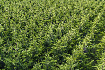 Outdoor nursery in Tuscany