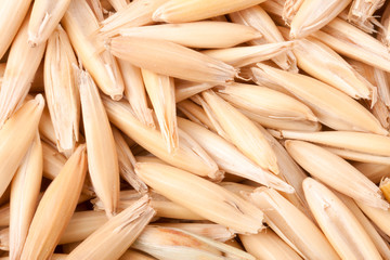 raw grains of oats close up as a background macro