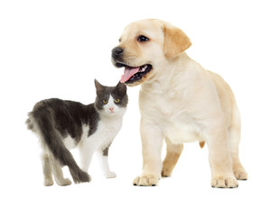 cat and puppy Labrador