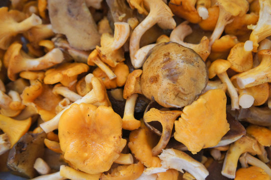bunch of mushrooms chanterelle