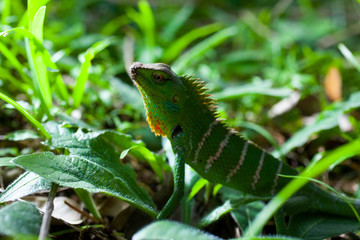 Garden lizard