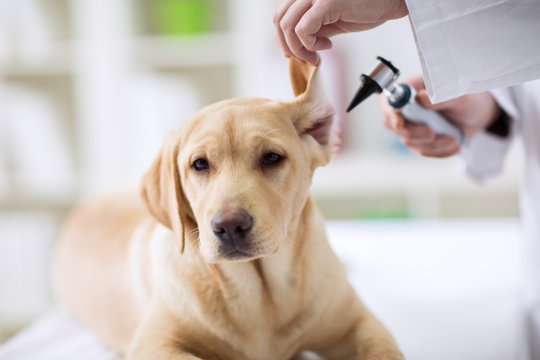 Hearing checkup of labrador dog in vet