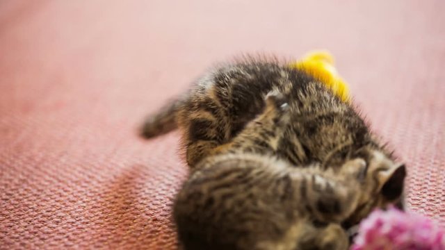 Baby kitten brawl at home