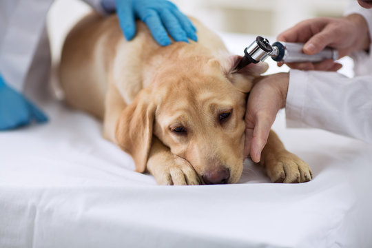 Veterinarian examining ear of labrador