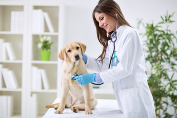 Fototapeta na wymiar Veterinarian doctor and a labrador puppy