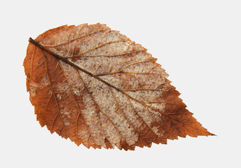 dried fall leaves of plants, isolated elements on white  background for scrapbook, object, roughage autumn leaf.