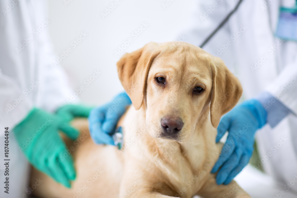 Wall mural cute puppy visit vet