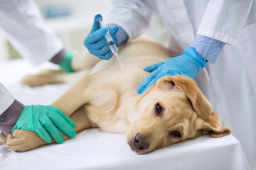 Veterinarian giving injection to a dog