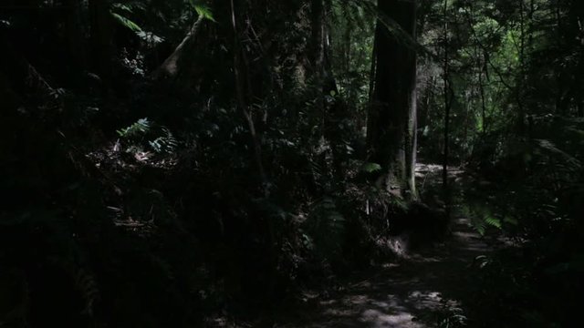 Slow eerie walk along a dark forest path