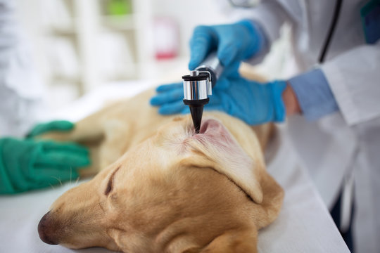 Dog examination ear