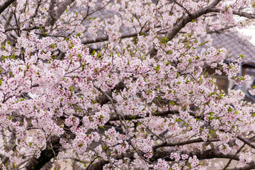 sakura season in Khushu ,Japan
