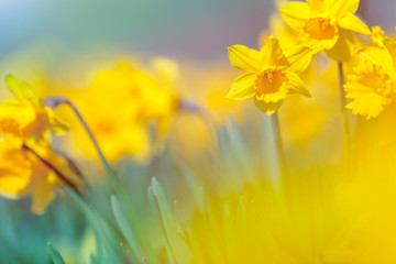 Fototapeta premium Spring Meadow Yellow Daffodil Flowers on Blurry Background, Shal