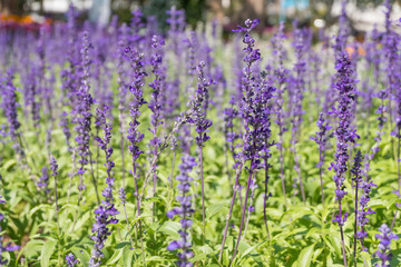 Obraz premium Blue Salvia flowers blooming in the garden with bokeh background