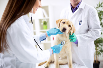 Smiling veterinary examining dog - obrazy, fototapety, plakaty