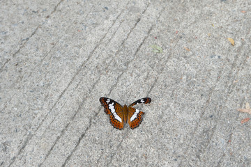 Butterfly with damaged wing ( Moduza Procris )