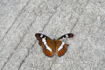 Fototapeta na wymiar Butterfly with damaged wing ( Moduza Procris )