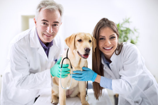 Portrait team of veterinarian with dog