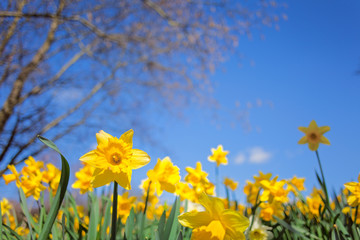Yellow Narcissus Flowers Meadow on Blue Sky Background