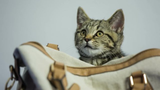 Cute kitten on purse talk to something in air