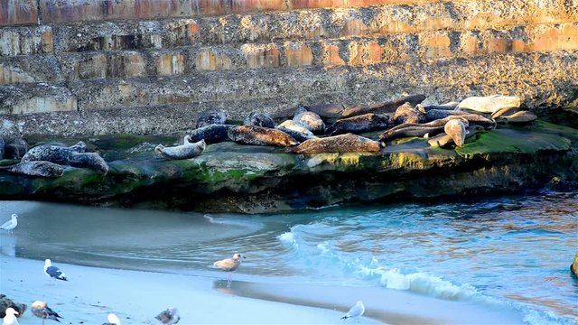 Seals on the rocks to sleep, sunbathe