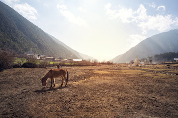 Mule standing on the ground