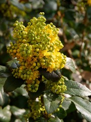 Mahonia bush with yellow flowers at spring