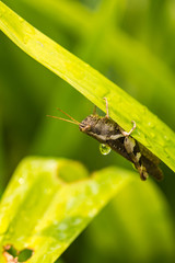 Grasshopper on green leaf