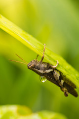 Grasshopper on green leaf