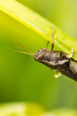 Grasshopper on green leaf