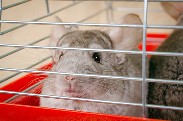 Chinchilla in cage